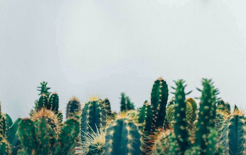 Cacti plants depicting ESG investing