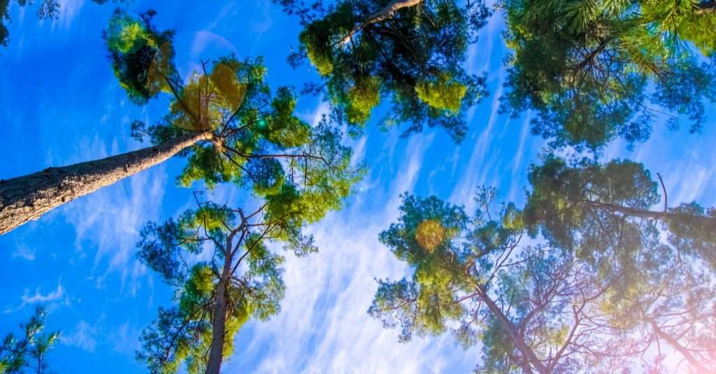 Look Up at the tree canopy and blue sky