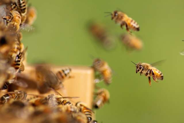 A couple of bees swarm a busy hive. Image for Marketing's Internal Reputation Blog.