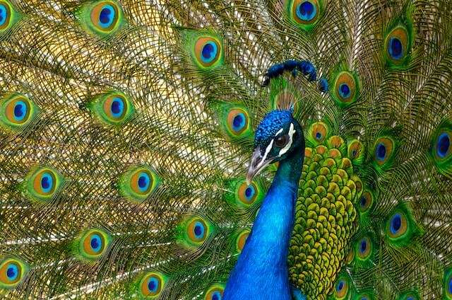 Headshot of a peacock's blue head and beautiful green and blue feathers for the B2B Value Proposition gtm blog