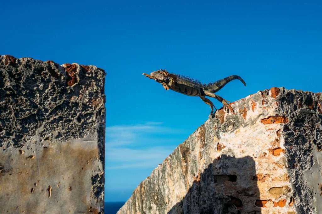 Iguana mid-jump, leaping from one high wall to another, the sky is blue. Image for Strategic Marketing blog.