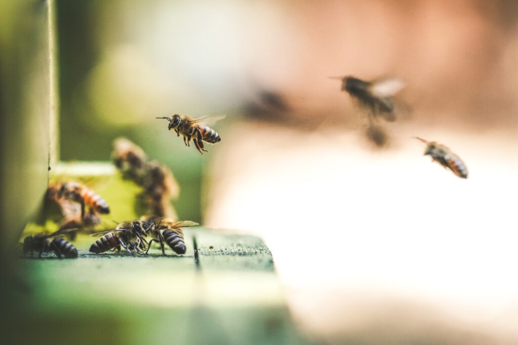 Bees working together for sustainable change blog