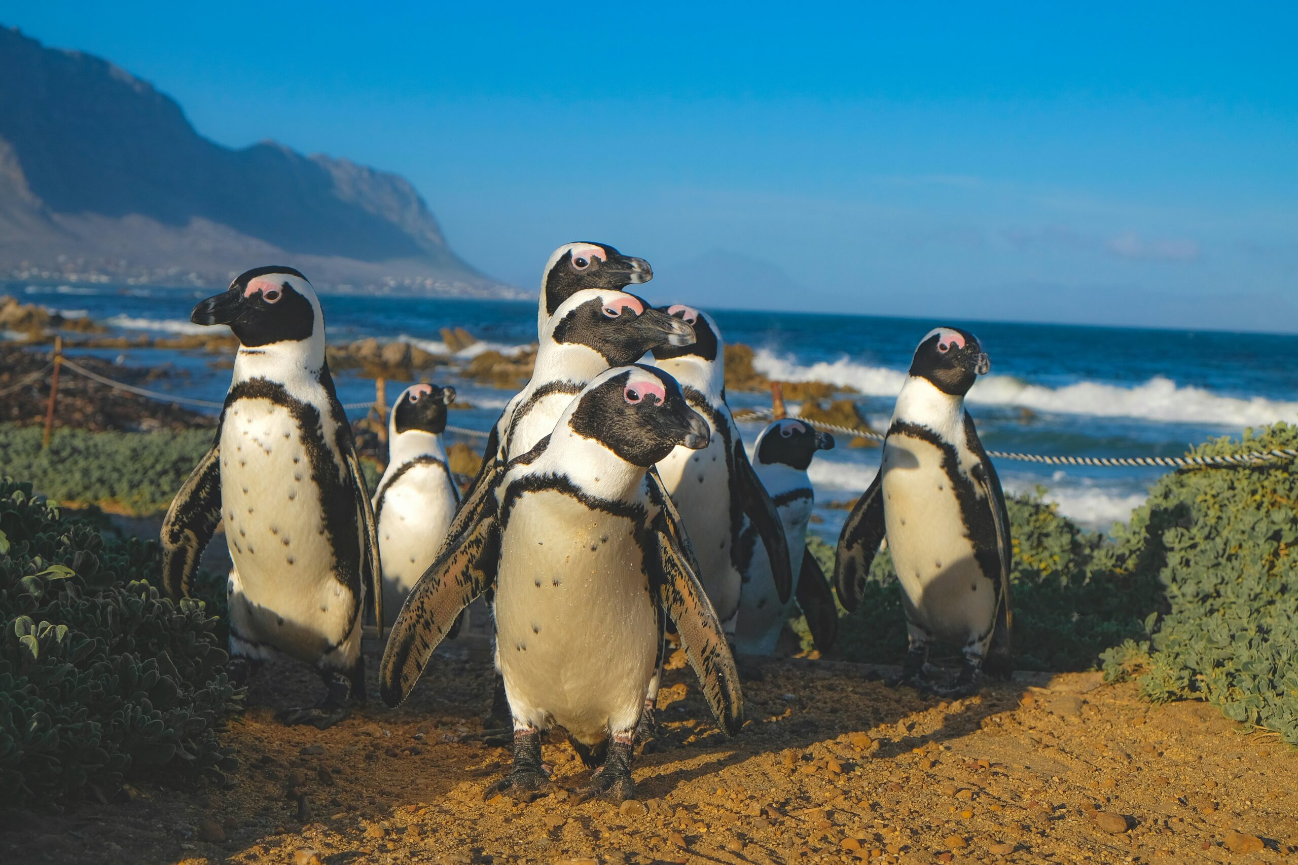 Penguins walking up a hill image for b2b demand gen blog